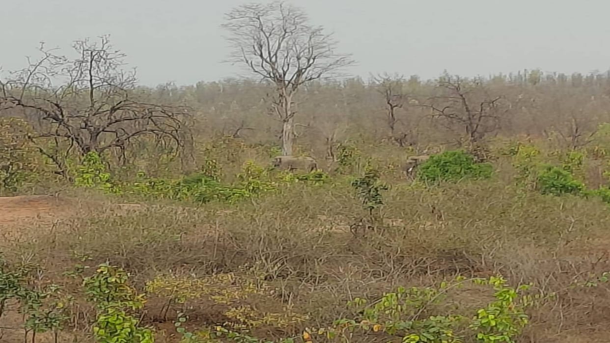 A group of four elephants strolling in Mahua Tola, Badera area of Beohari