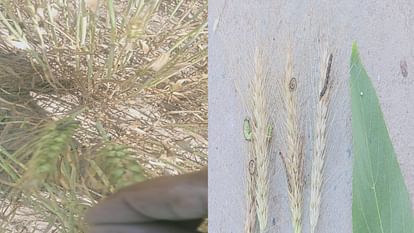 First case of caterpillar attack on wheat in Himachal, farmers' concern increased