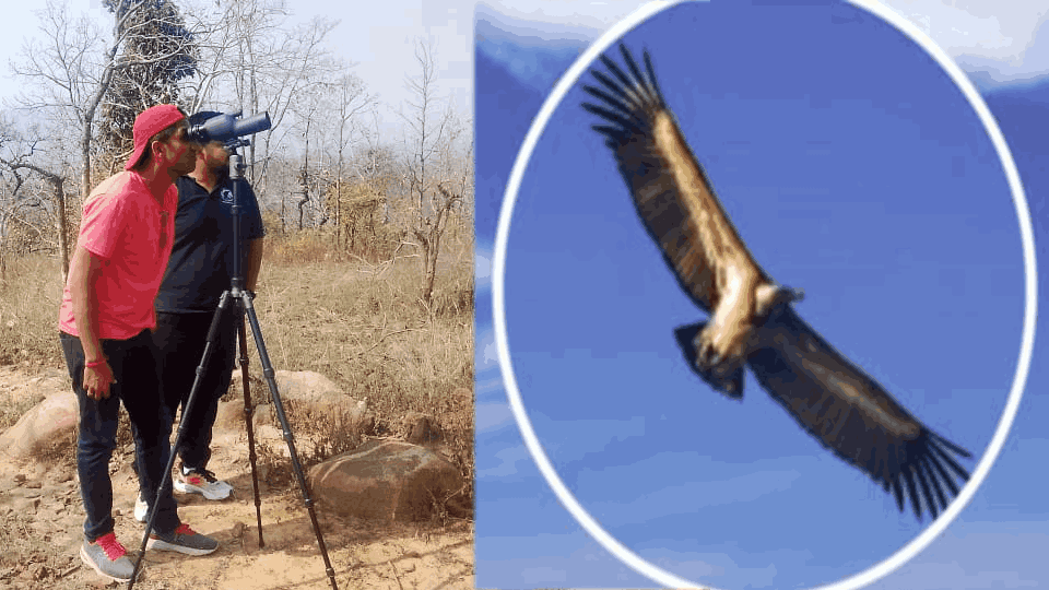 More than 40 vultures nest in Jatga range of Katghora forest division