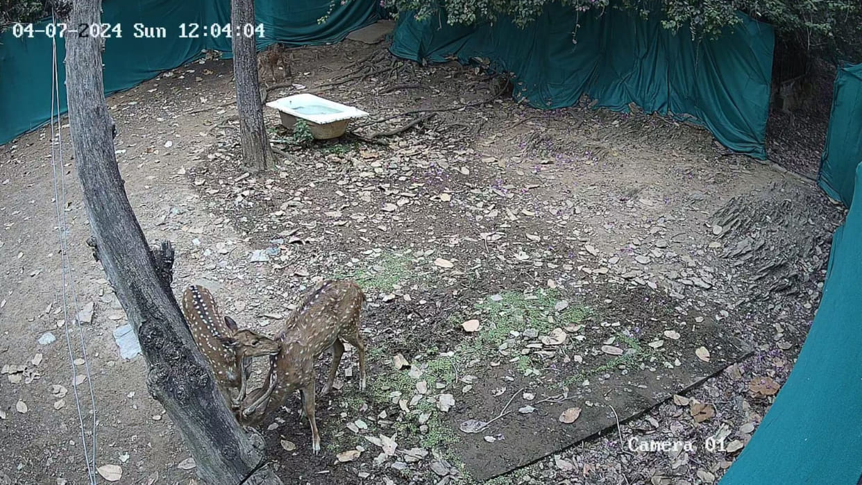 Five more golden deer came to the zoo from Hindalco in gorakhpur zoo