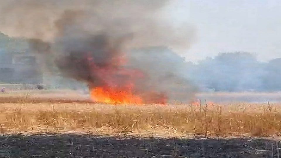 Six bighas of wheat crop burnt due to breaking of electric wire