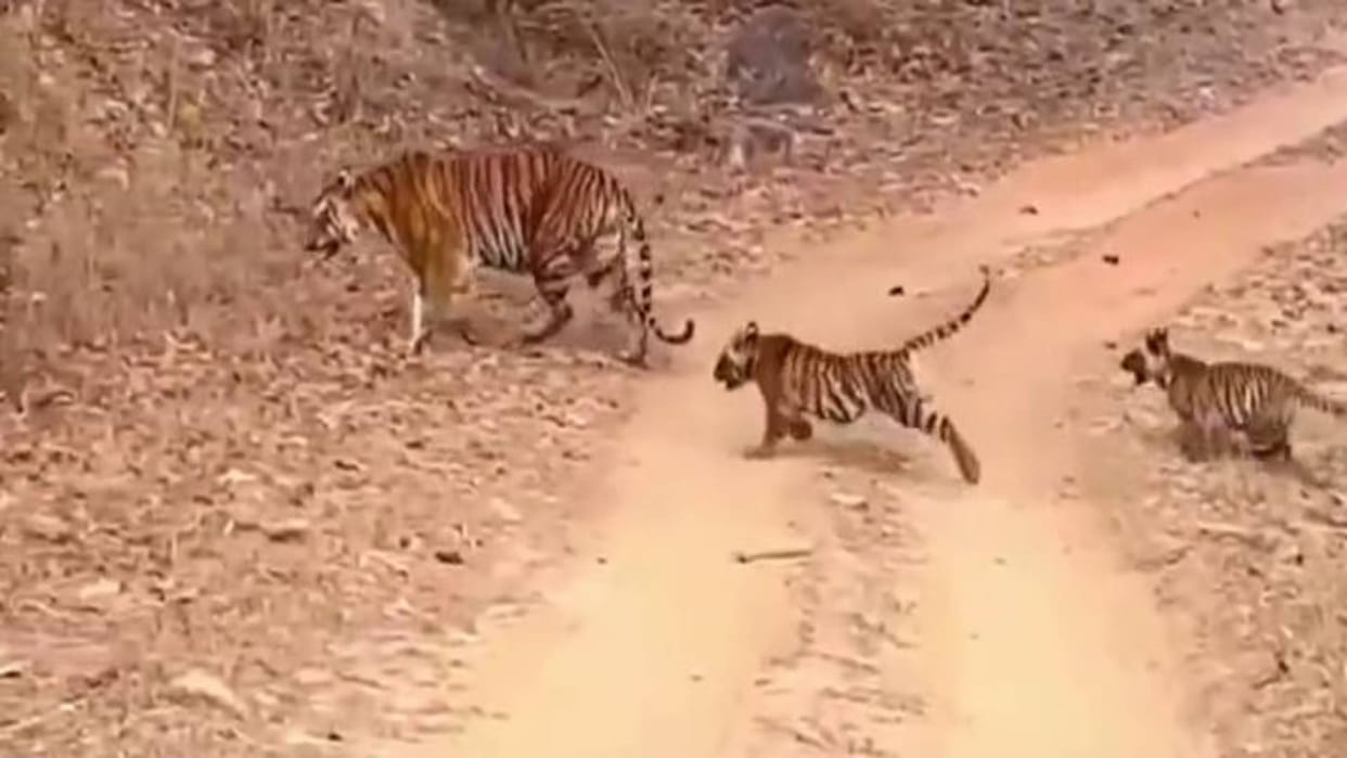 Bandhavgarh Tiger Reserve Umaria Tigress Chakradhara seen with four cubs