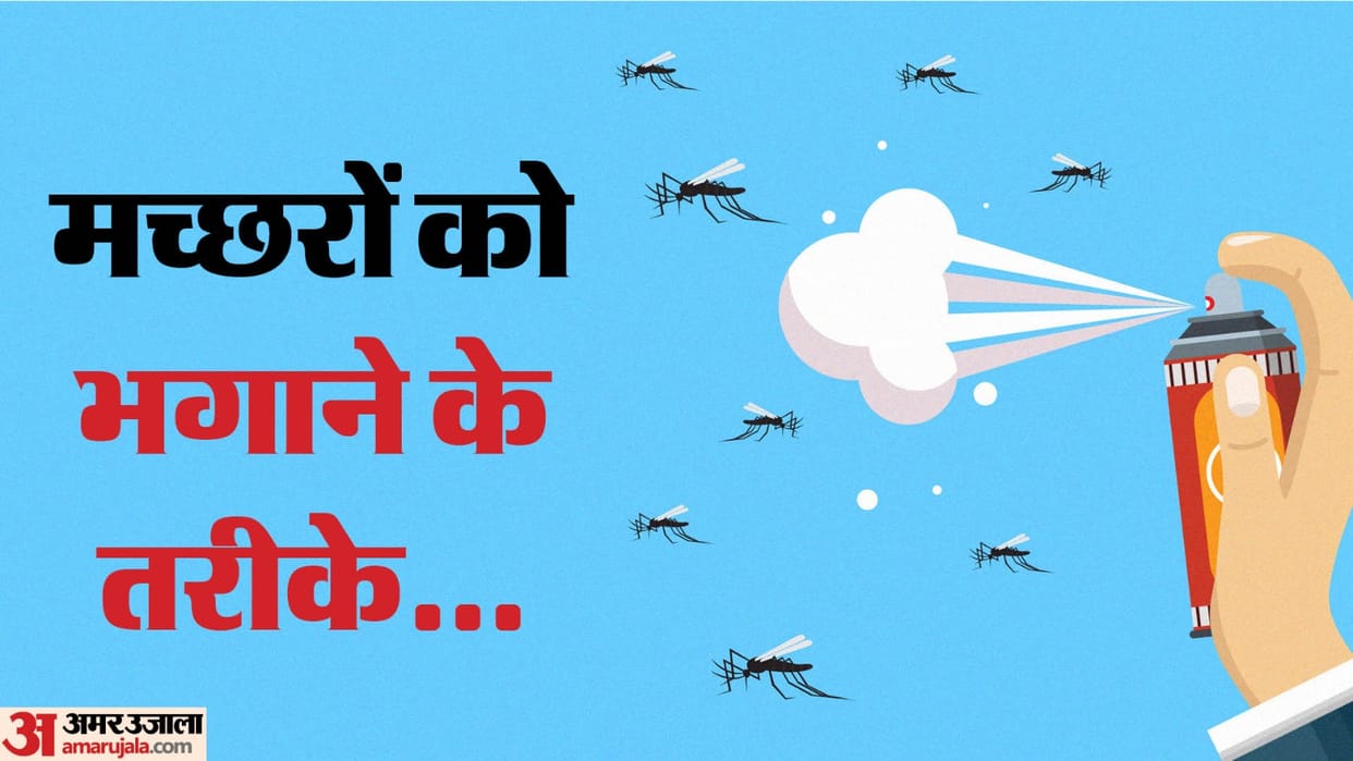 Mosquito Remedies: How To Get Rid Of Mosquitoes Know Tips And Tricks Here
