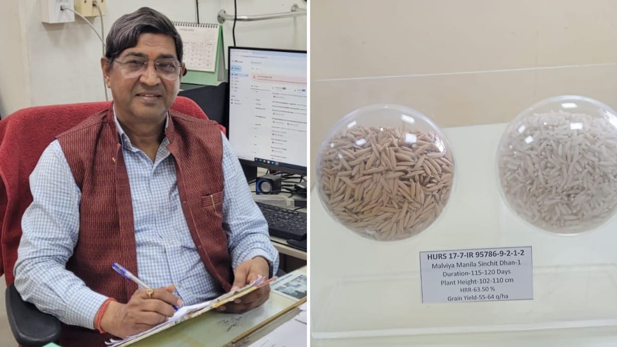 Centre approves of New variety paddy prepared after 16 years research in bhu