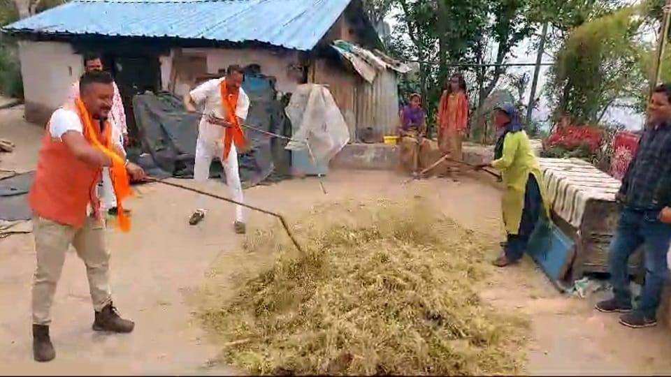 Lok sabha election 2024 Uttarakhand: Leaders and their supporters are harvesting wheat crop in the fields