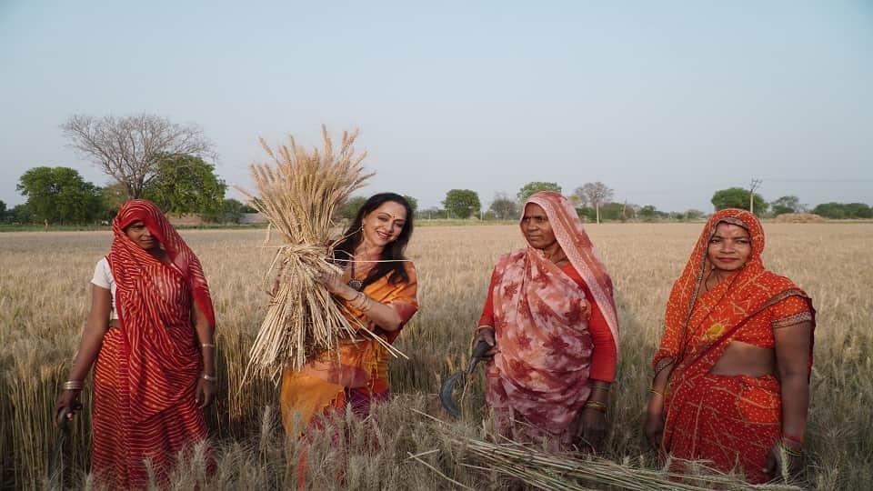 Hema Malini Harvesting Wheat Crop Photos in mathura