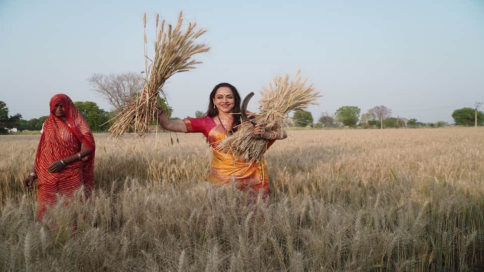 Hema Malini Harvesting Wheat Crop Photos in mathura