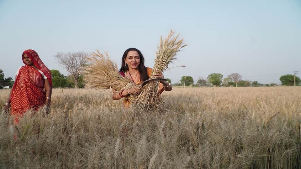 Hema Malini Harvesting Wheat Crop Photos in mathura