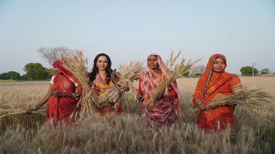 Hema Malini Harvesting Wheat Crop Photos in mathura