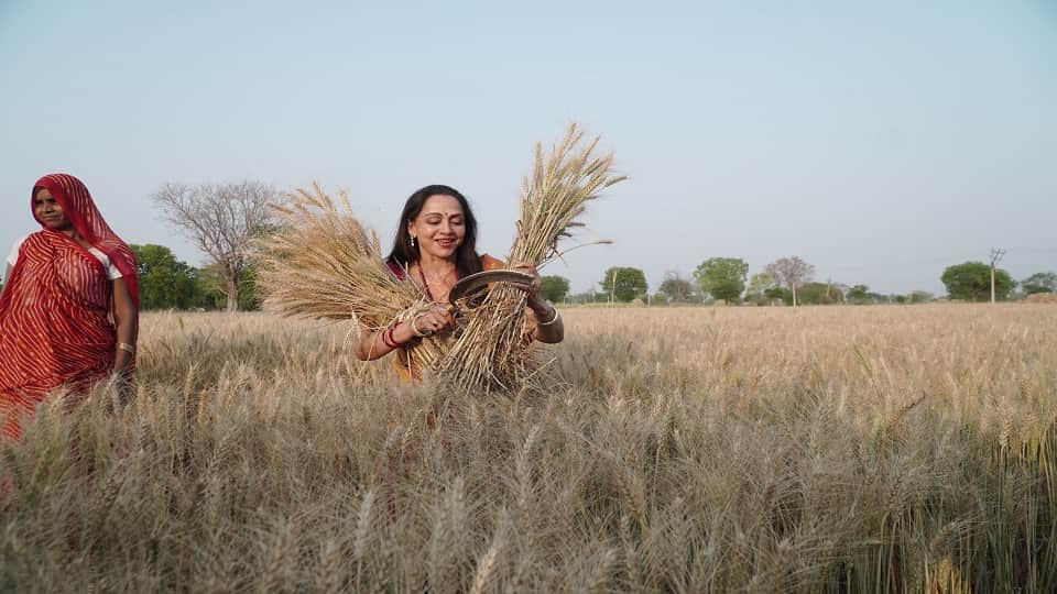 Hema Malini Harvesting Wheat Crop Photos in mathura