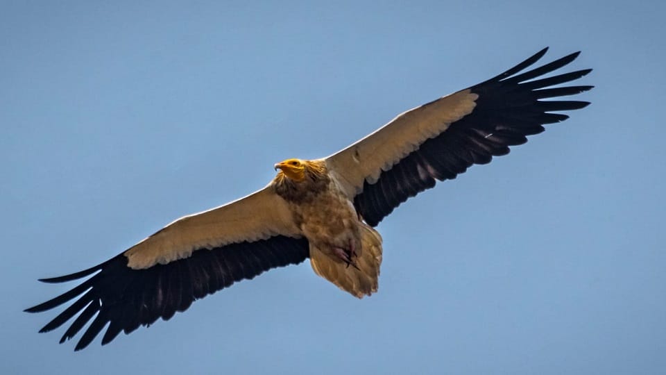 Work started to save Jatayu which is 99 percent extinct in Kabirdham