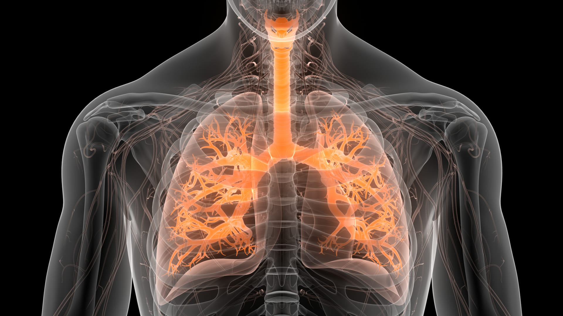 world lung day 2024 what causes infection in lungs pneumonia and tuberculosis risk