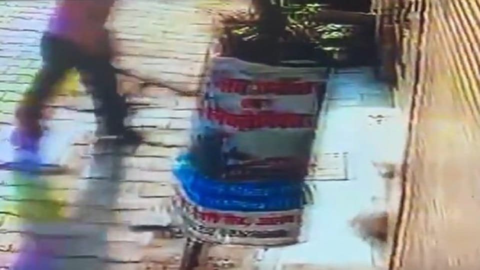 person brutally beats puppies you will get goosebumps after seeing this  viral video