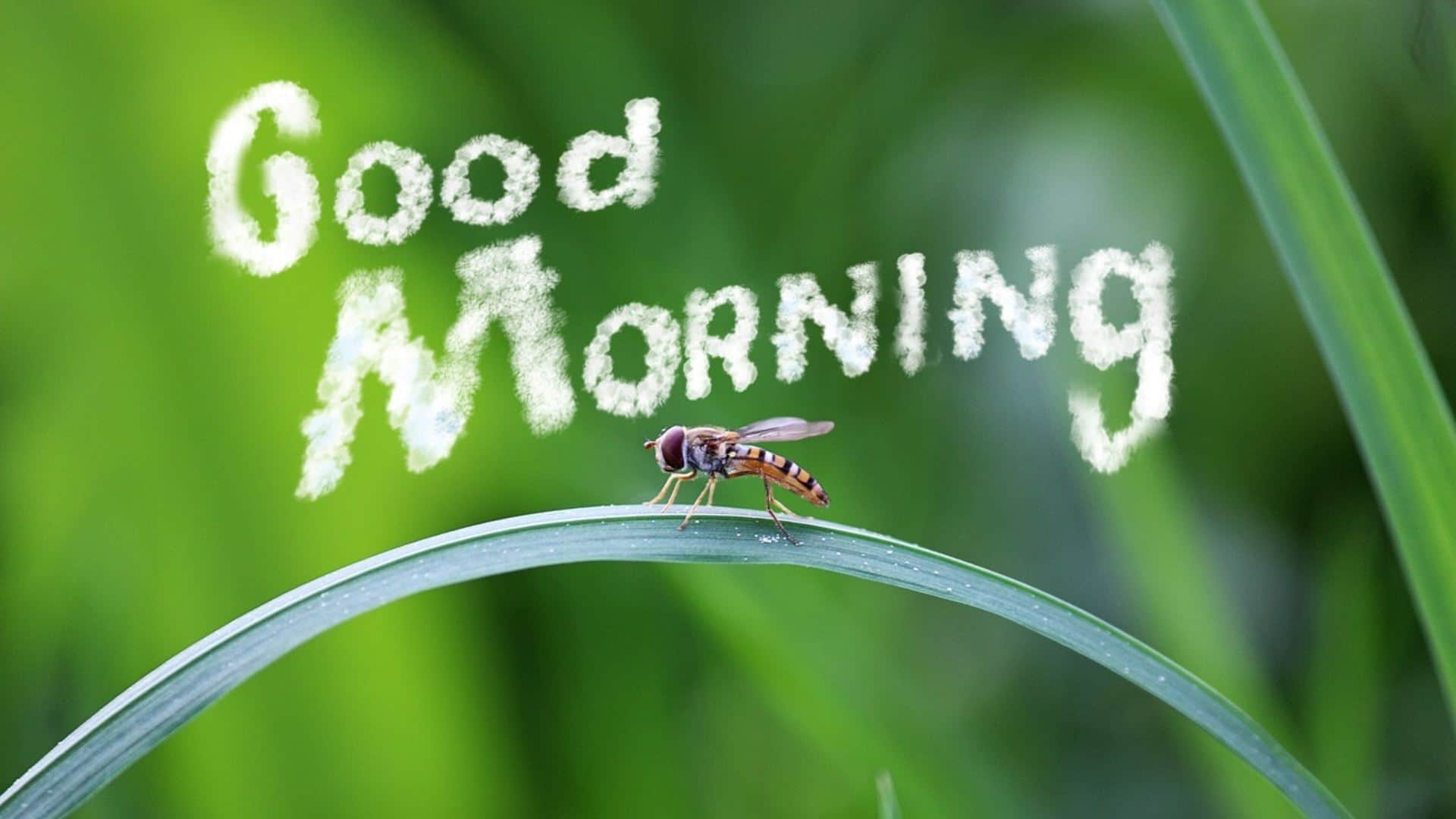 Good Morning Wishes wallpapers good morning messages quotes images in Hindi