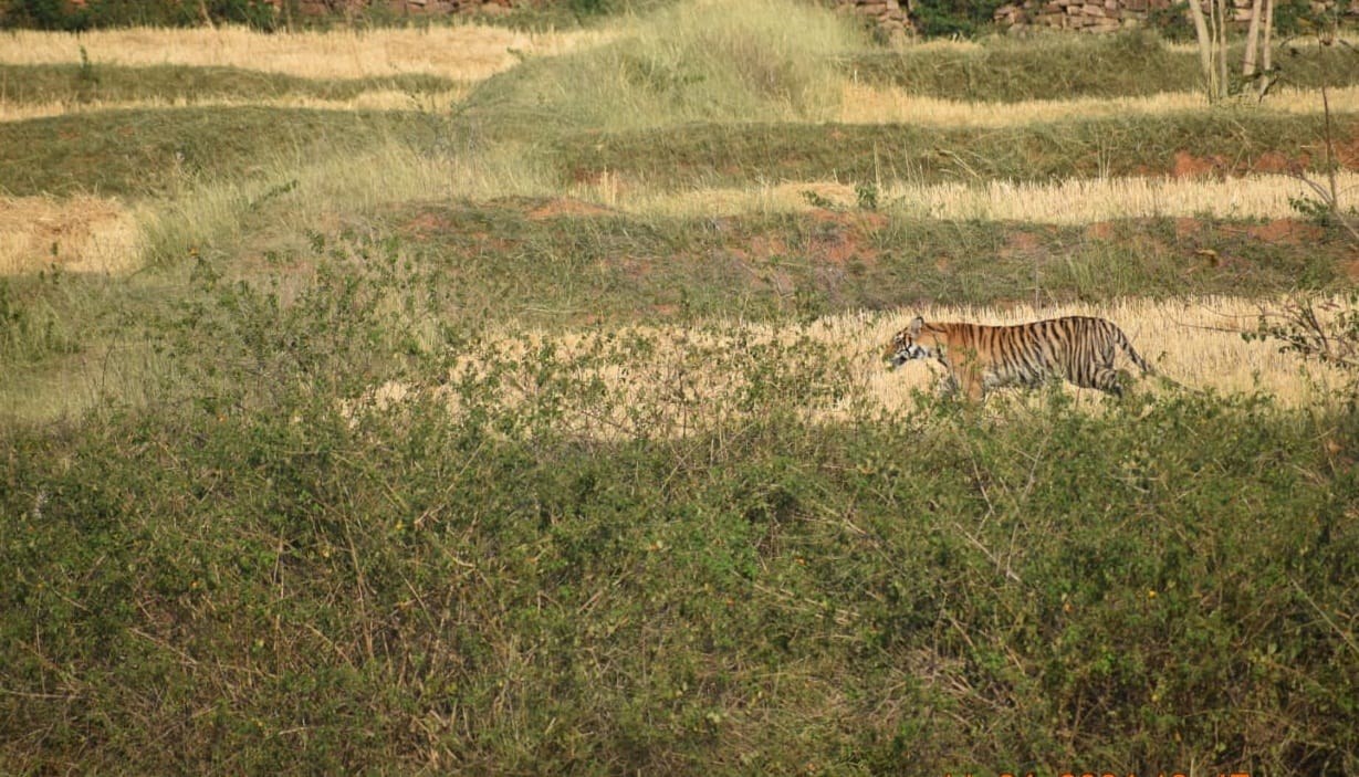 tiger hunted the bull, it was hiding in the bushes, the forest department rescued it and drove it into the saf