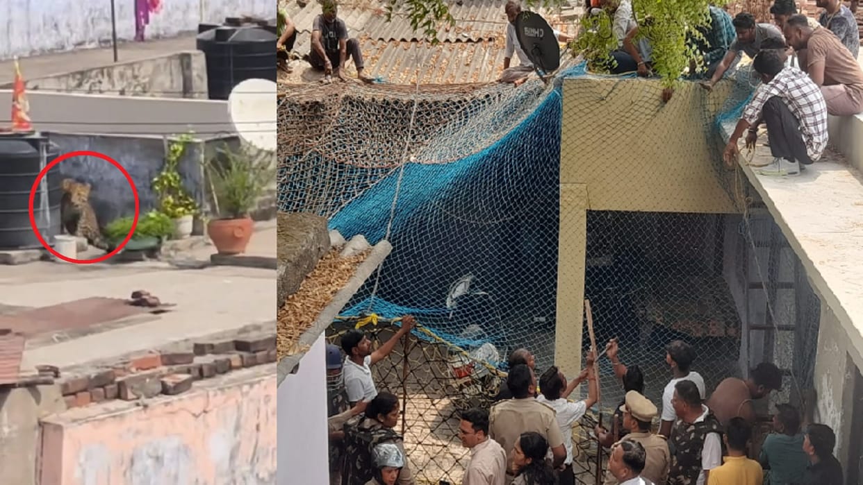 Leopard was seen on roof of house in Kaserukheda of Meerut, forest department team is try in catching it