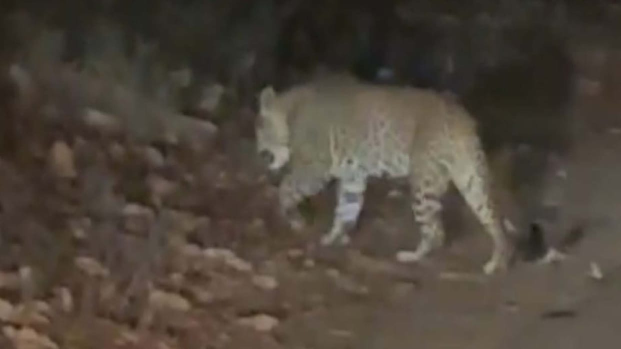 Chitrakoot: Tiger seen sitting on the road, traffic disrupted