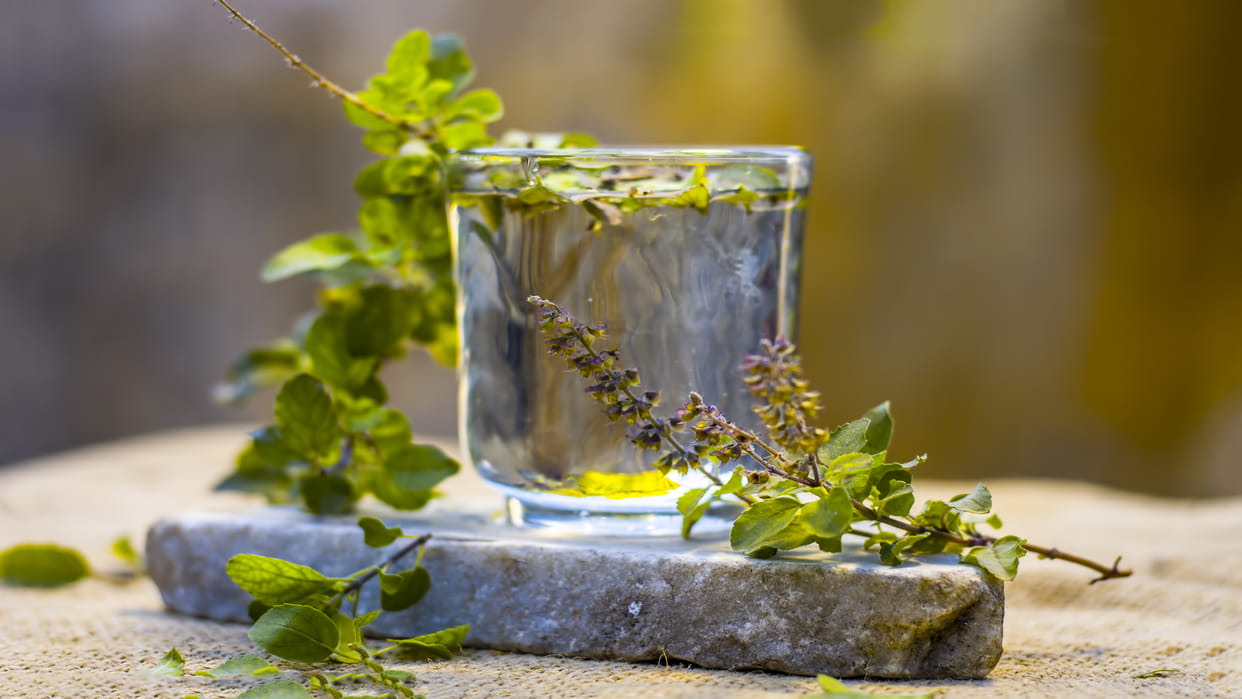 basil leaves benefits know tulsi ke patte ke fayde in hindi