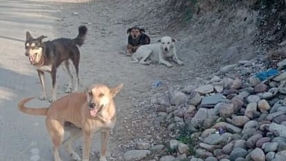 MCD sterilized 90 percent of dogs in more than 65 wards in Delhi