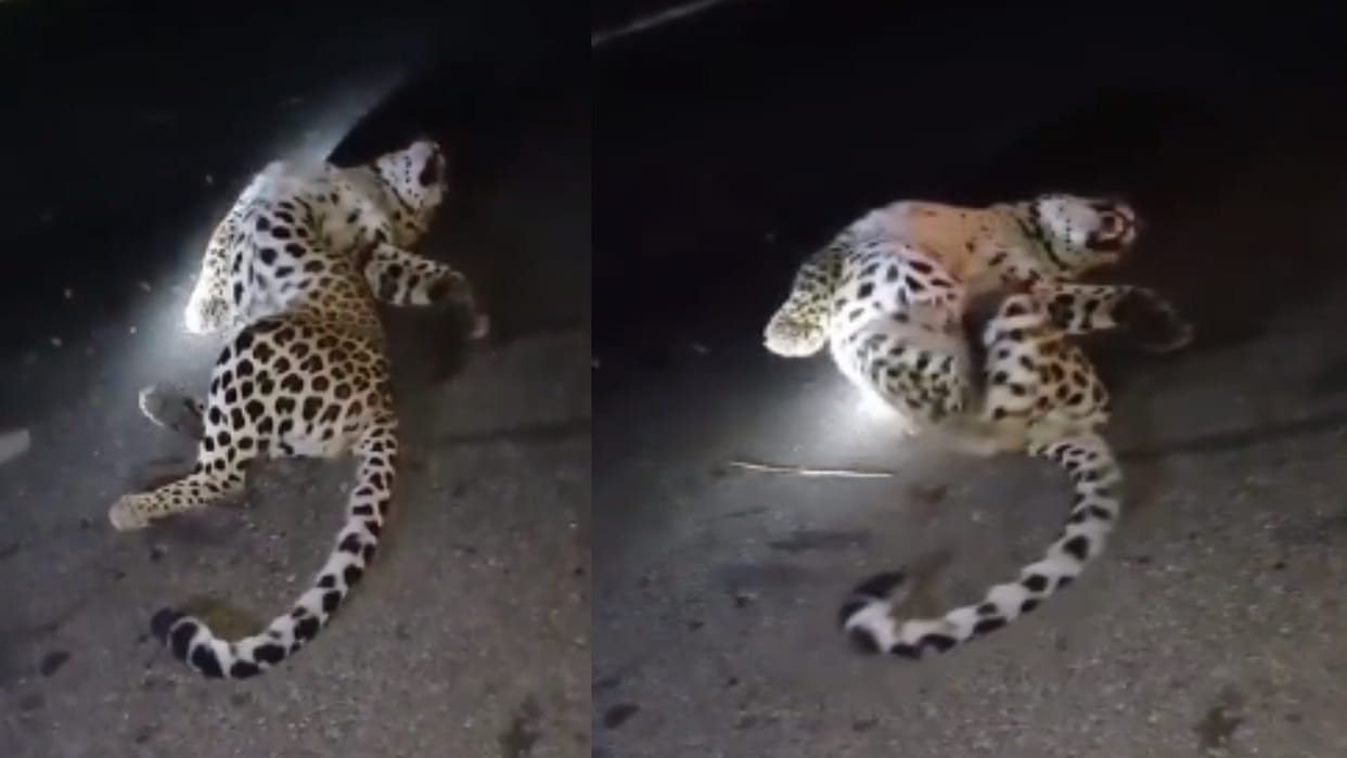 Baghpat: Leopard found injured on the highway, forest department team engaged in rescue