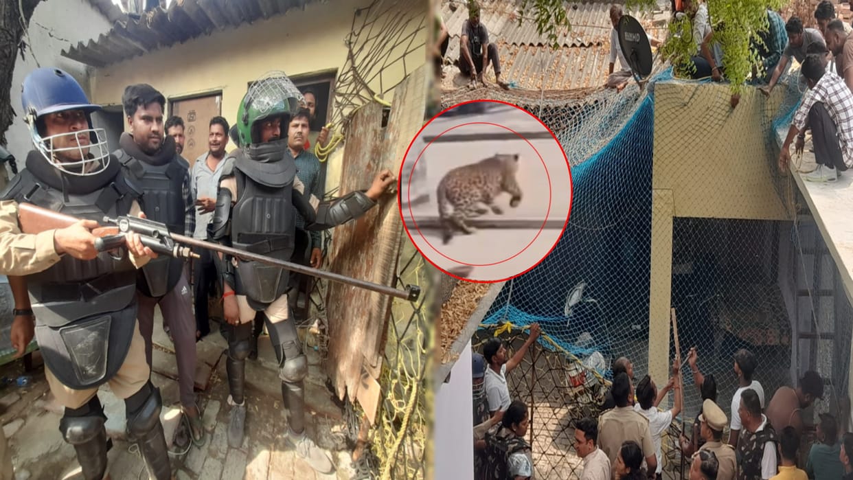 Leopard caught after thirteen hours in Meerut, schools closed, youth injured