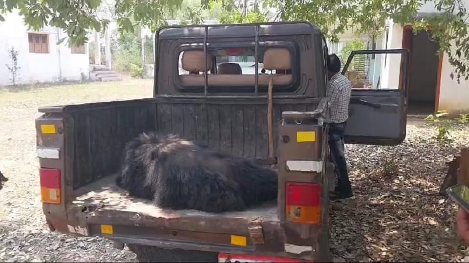 मादा भालू की मौत