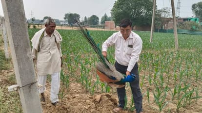 National bird peacock died due to electric shock in Agra