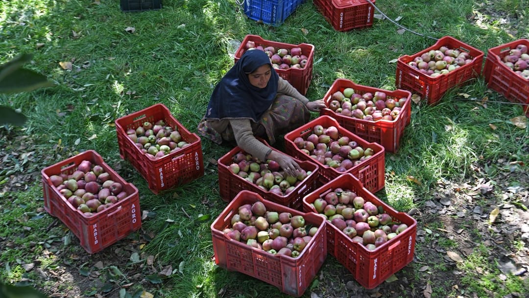 Election 2024: Jammu Kashmir producing 85 percent of apples in nation these issue still not resolved