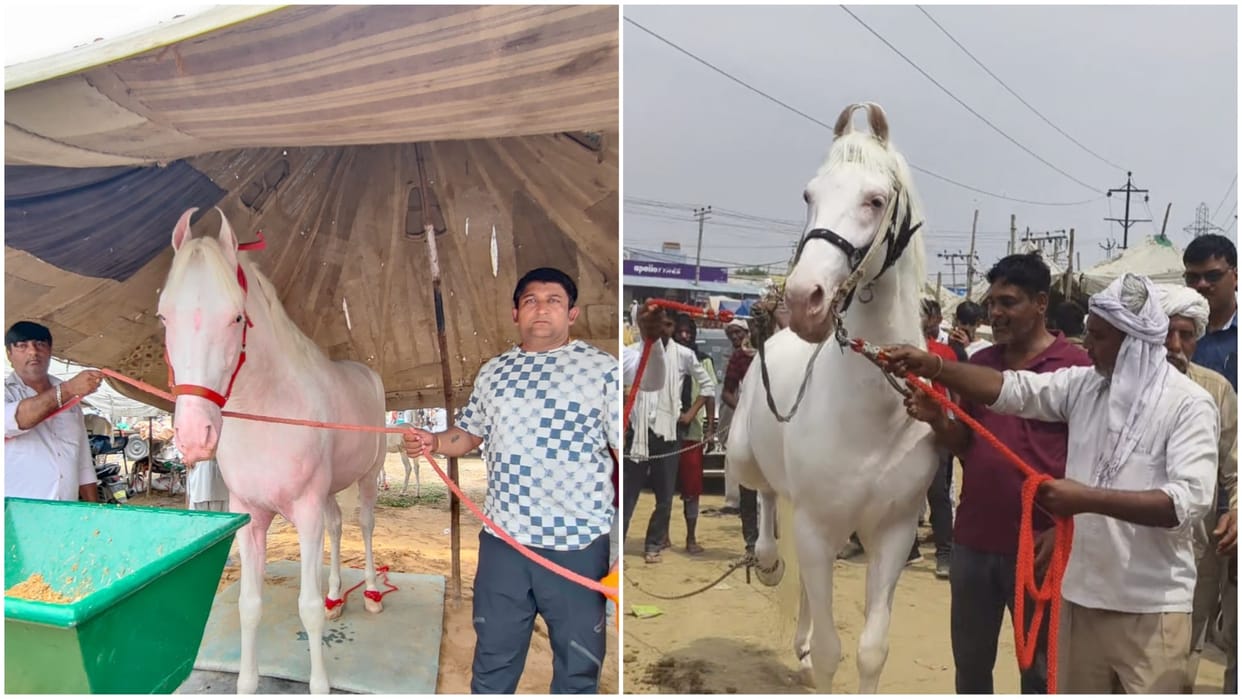 Haryana: The price of Chetak and Badshah is more than luxury cars, owner is not ready to sell