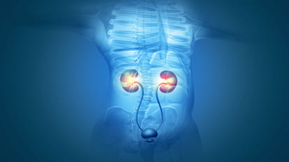 kidney