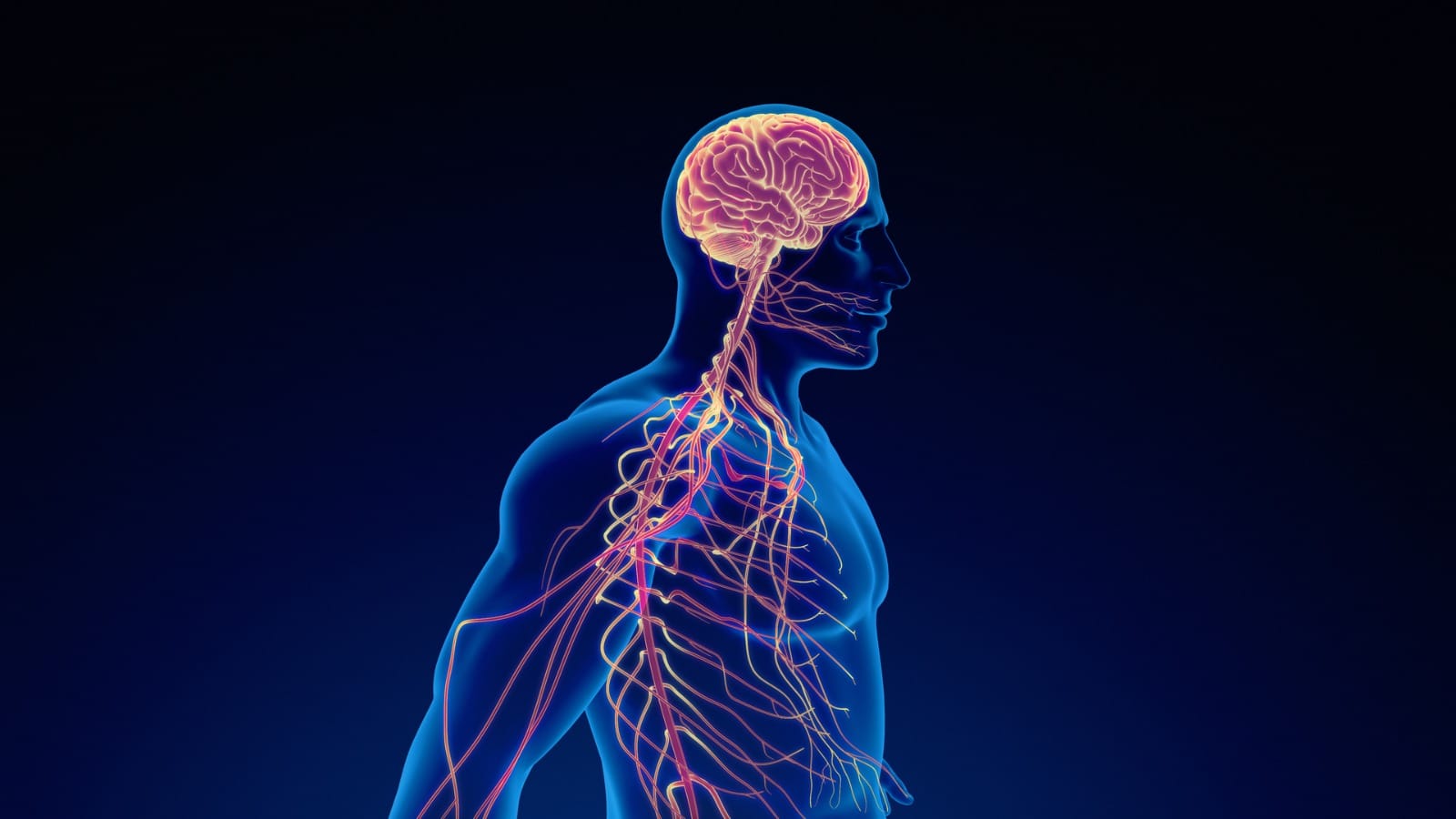 Neurological Complications of Dengue Fever know How dengue affects brain