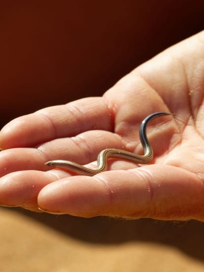 snake