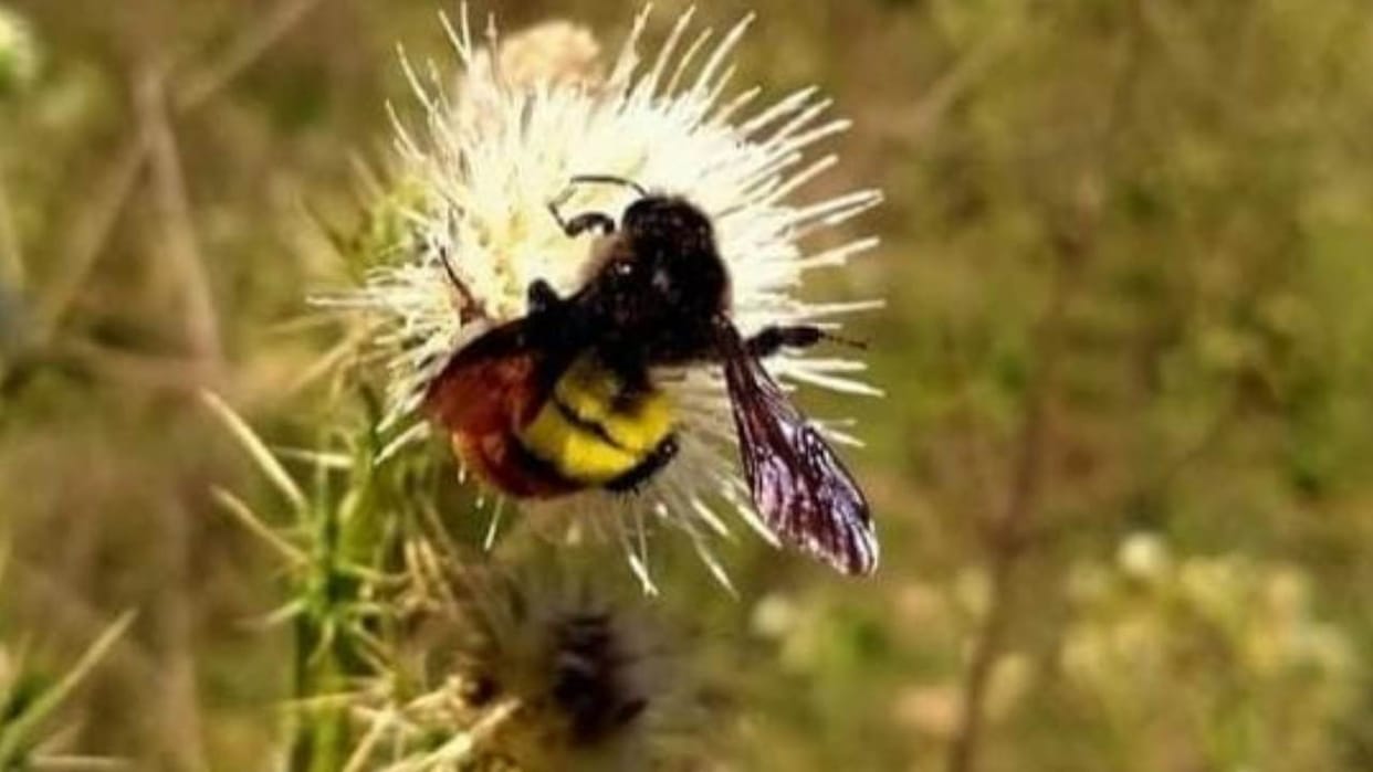 Bumblebees of Himalayan region are in trouble Uttarakhand News in hindi