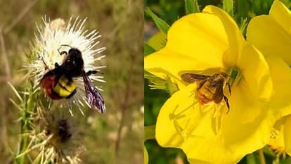 Bumblebees of Himalayan region are in trouble Uttarakhand News in hindi
