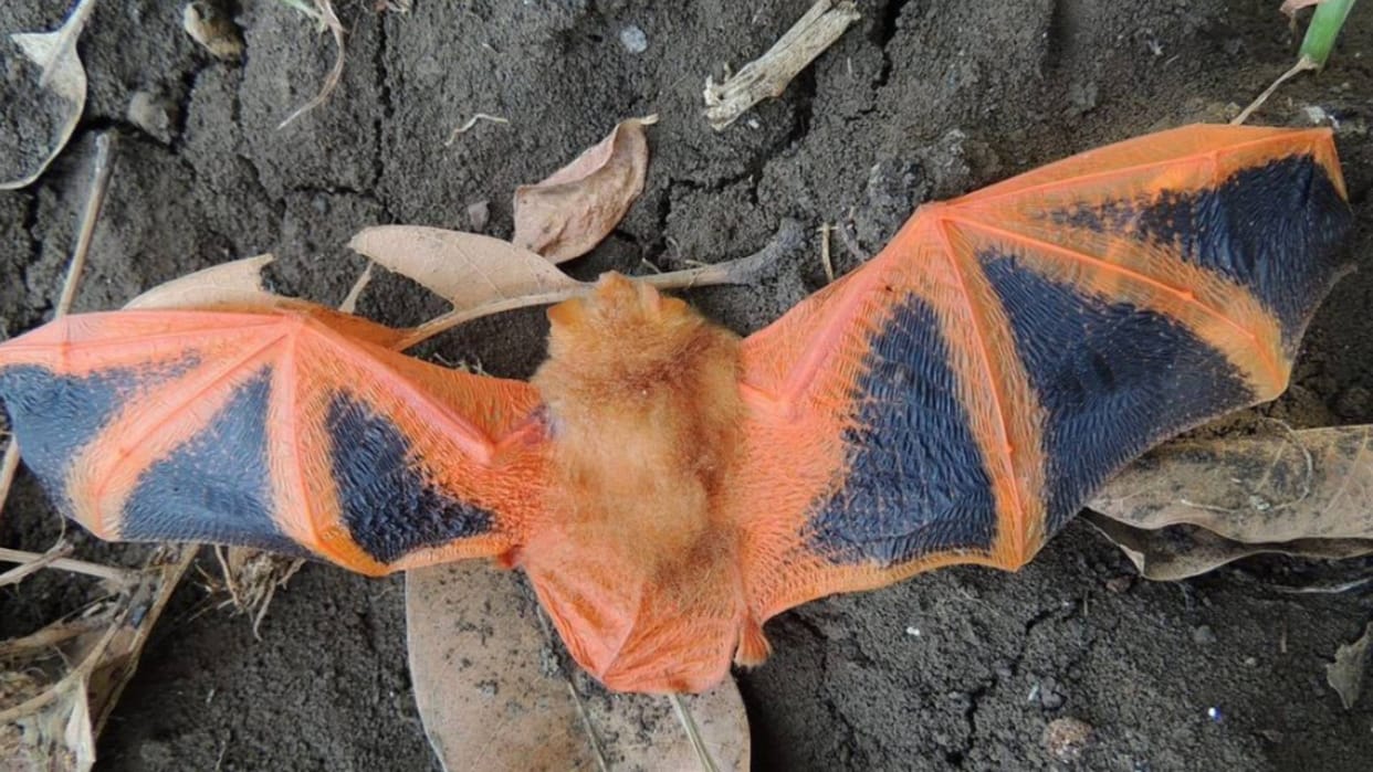 International Bats Day 2024: Bats of India a picture story