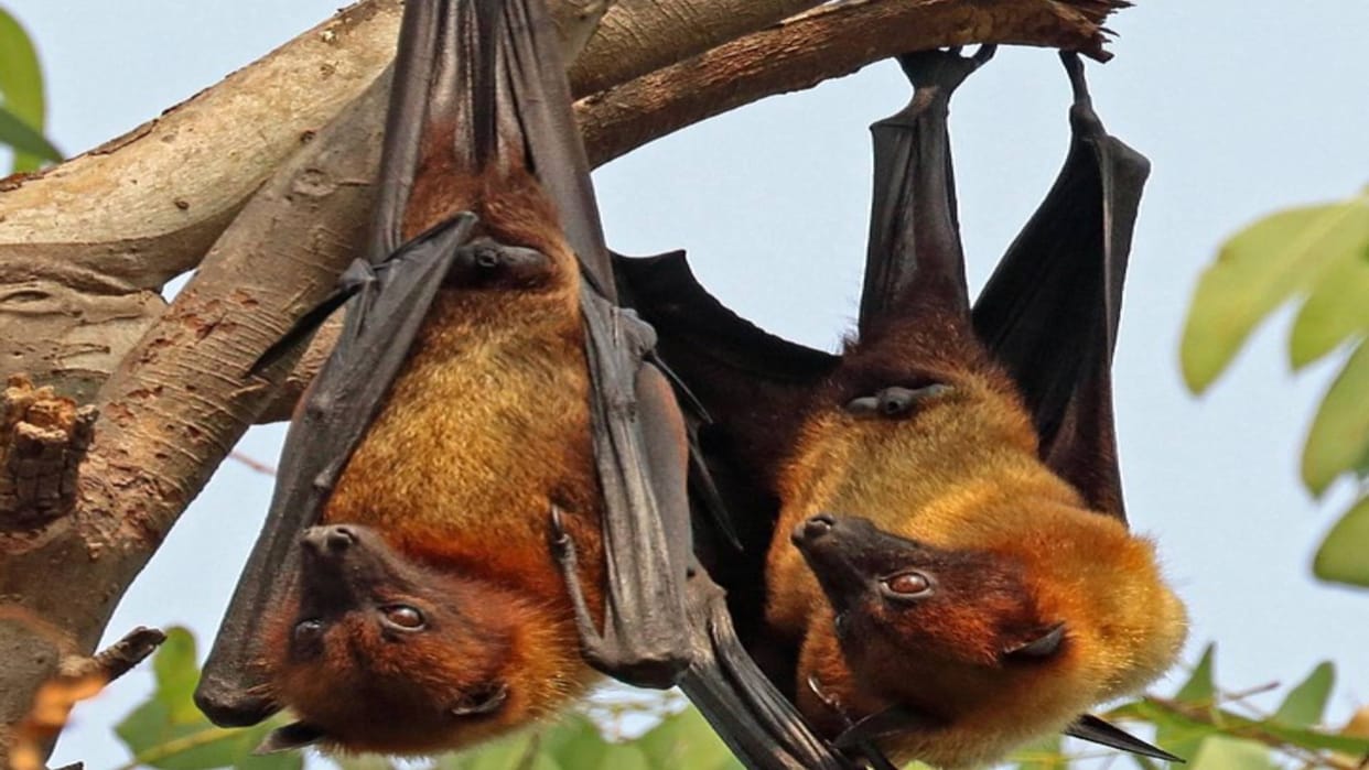 20 new viruses found in bats in China risk of infection in animals and humans News In Hindi