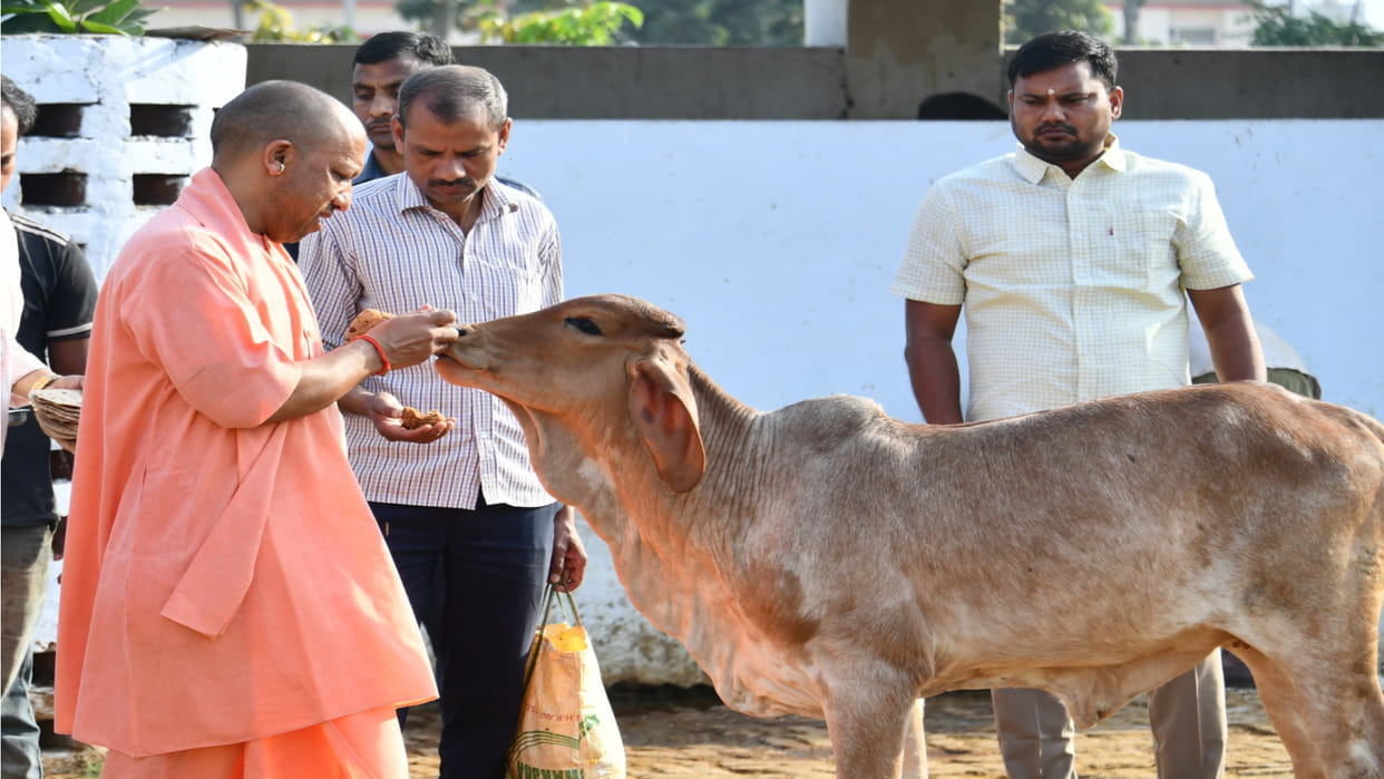 CM Yogi fed jaggery to cows in Gorakhnath temple early in the morning