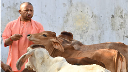 CM Yogi fed jaggery to cows in Gorakhnath temple early in the morning