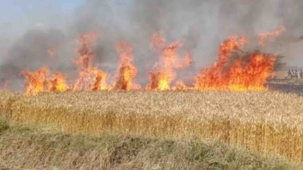 Jhunjhunu: Wheat crop reduced to ashes in fire caused by short circuit in transformer