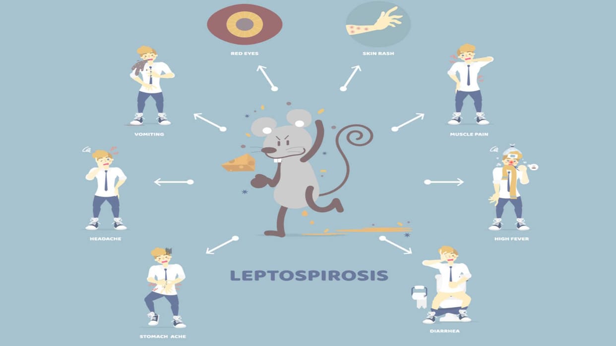 leptospirosis cases and death rate know leptospirosis causes and risk factors in hindi