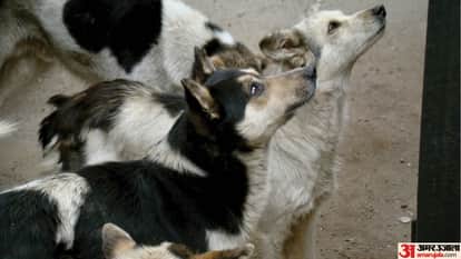 लावारिस कुत्तों की नसबंदी