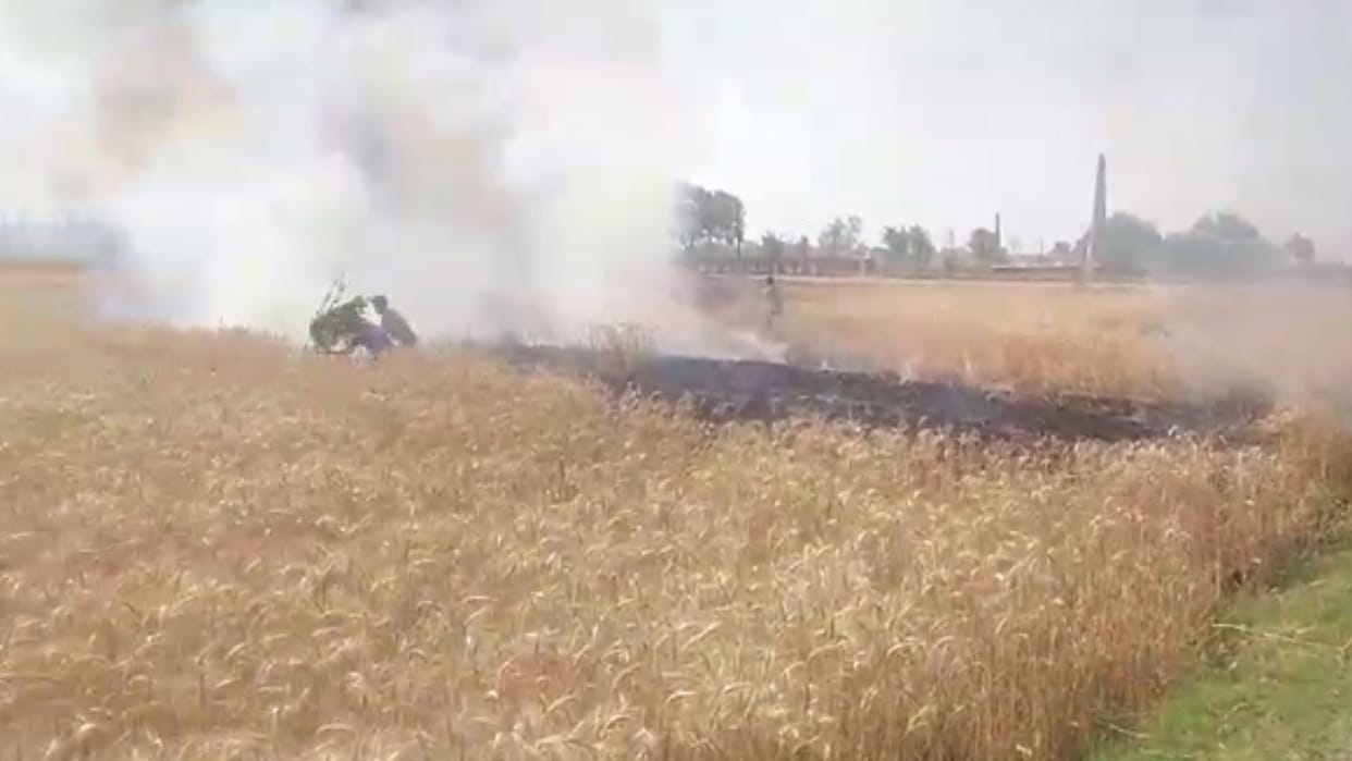 Seven Bigha crop burnt ashes due to bush fire in mau