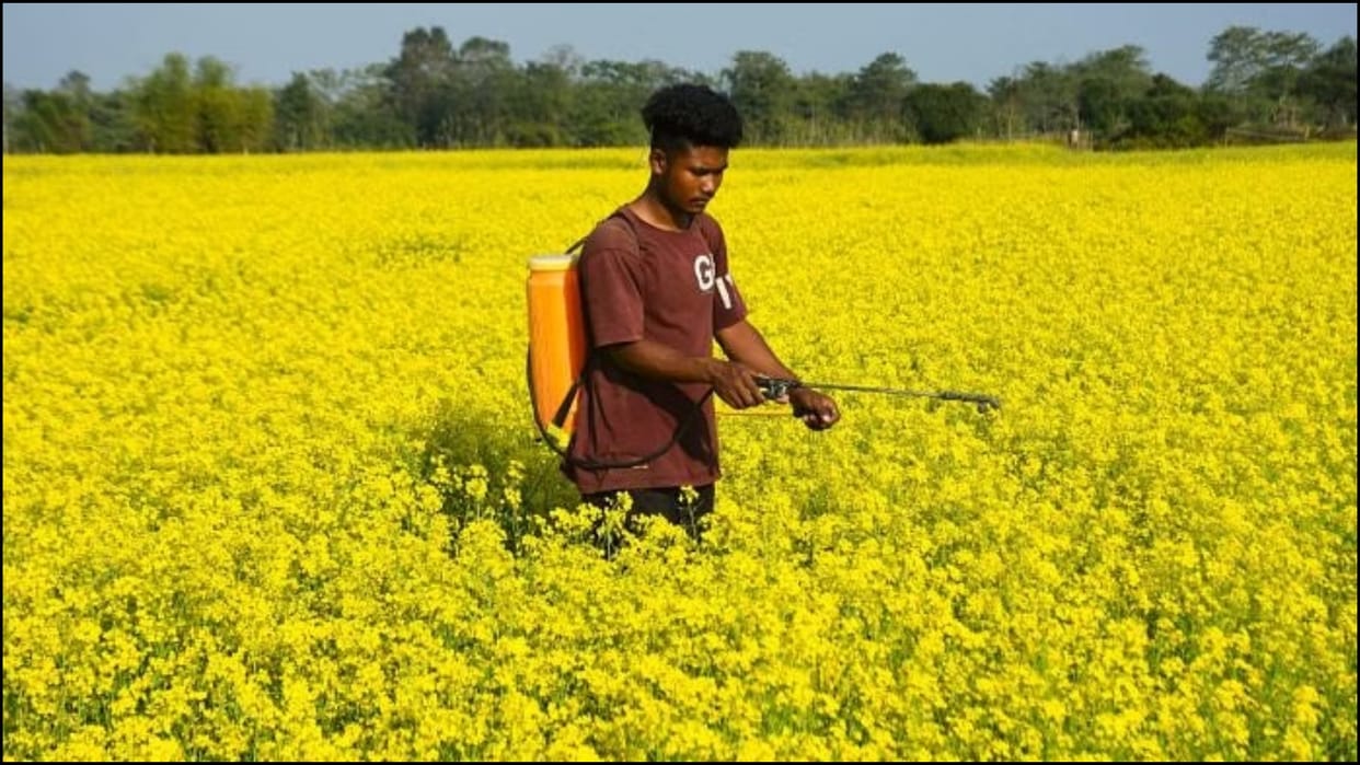 PU Research Soil Falling Ill Due to Pesticides Experts Warn Balance Disrupted Agriculture Faces Crisis