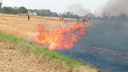 Spark came out from wheat cutting machine, more than 50 bighas of wheat crop burnt to ashes.