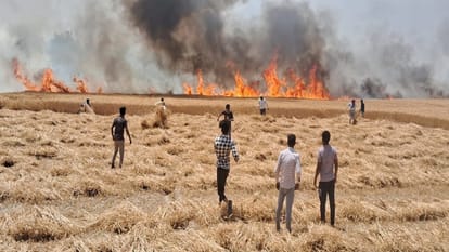 Spark came out from wheat cutting machine, more than 50 bighas of wheat crop burnt to ashes.