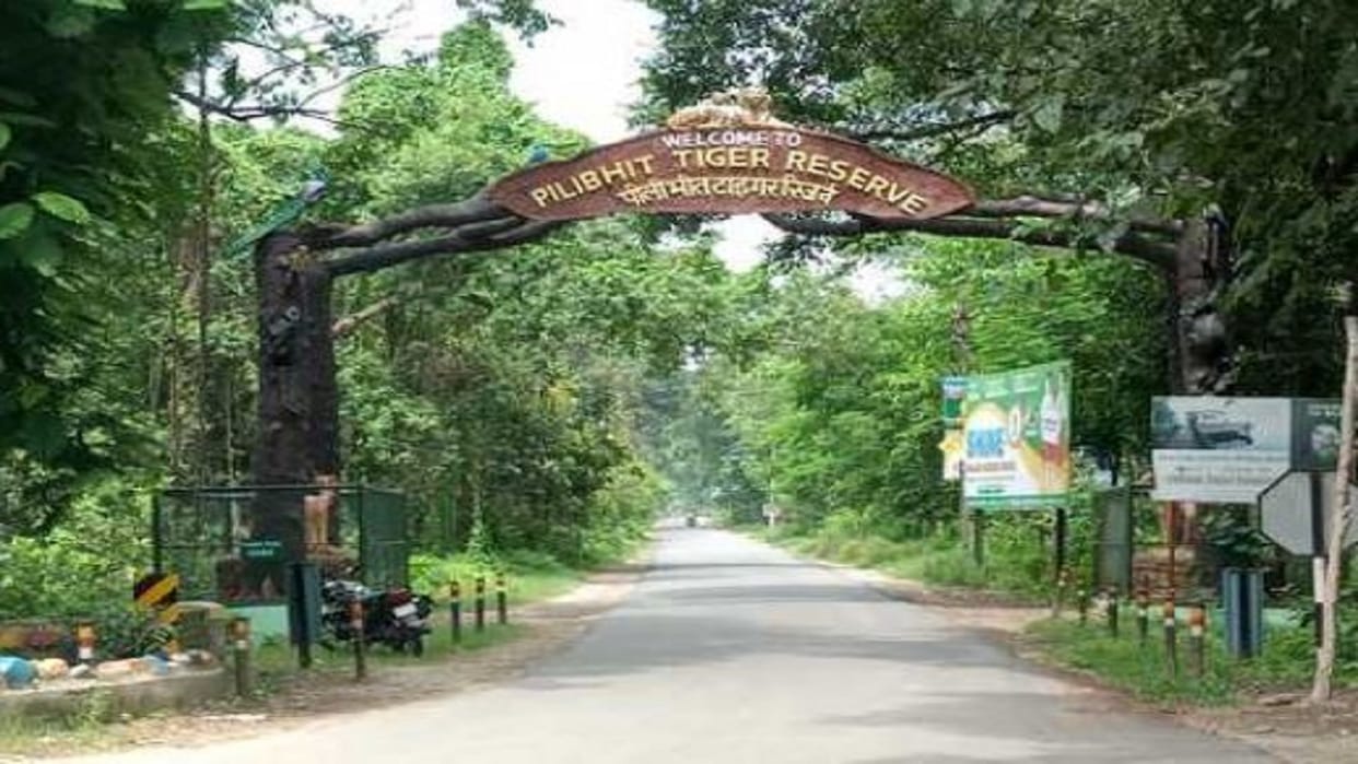 Location of tiger not found 14 cameras installed within 10 km radius in Pilibhit Tiger Reserve