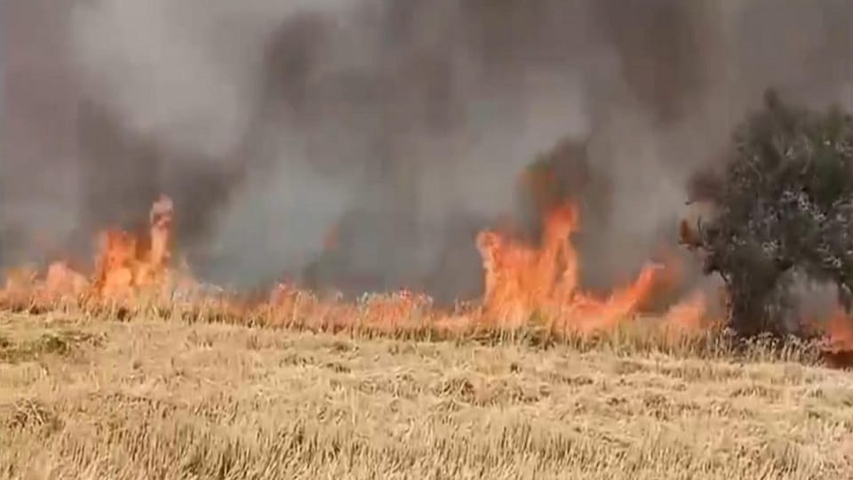Fire breaks out in Atrauli fields, wheat crop burnt