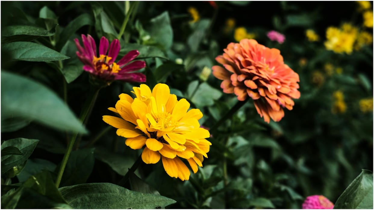 Preparations are being made to make the Terai region fragrant by implementing the Flower Mission
