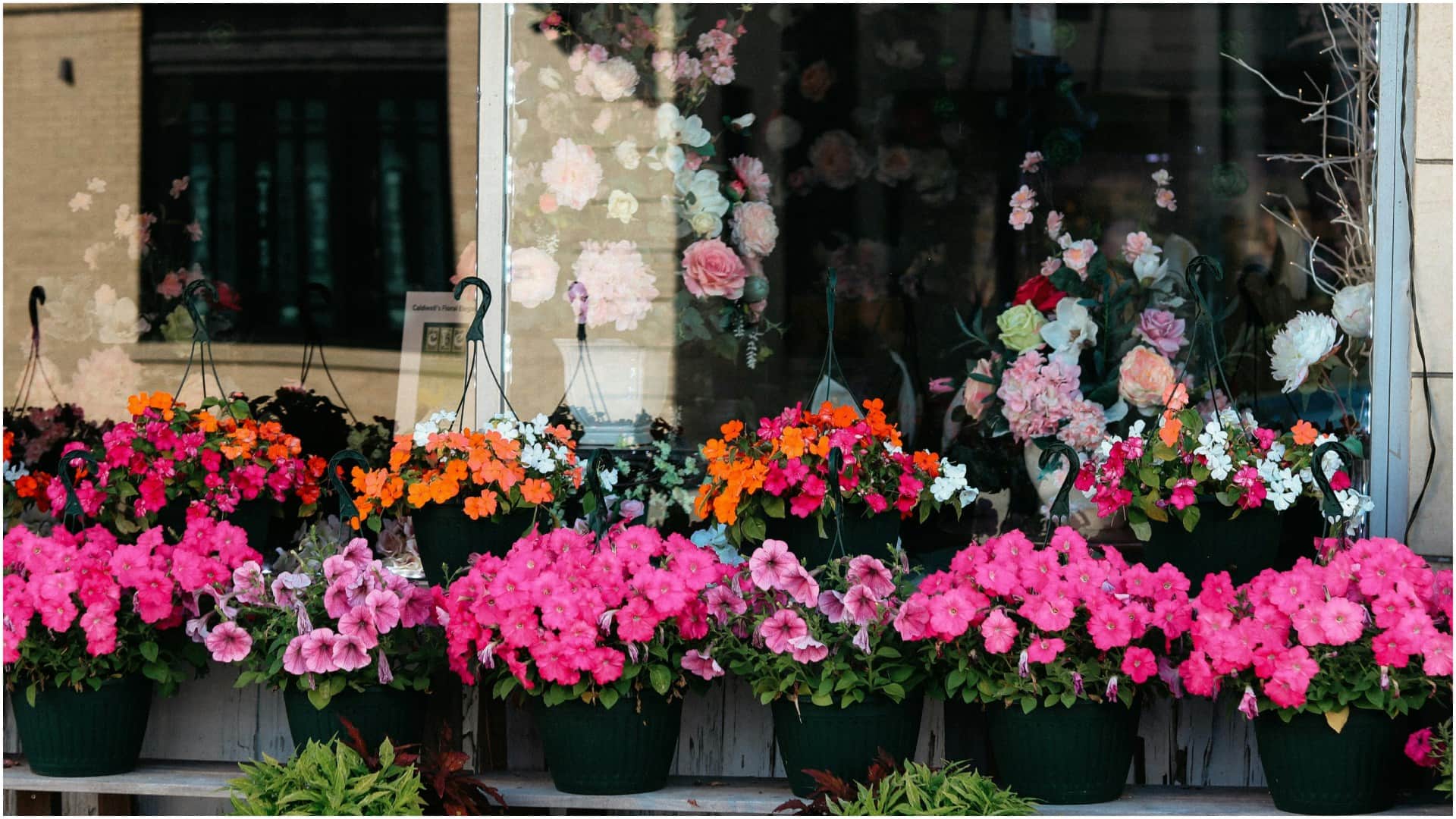 Summer Gardening Tips Best Flower Plants To Grow In Summer