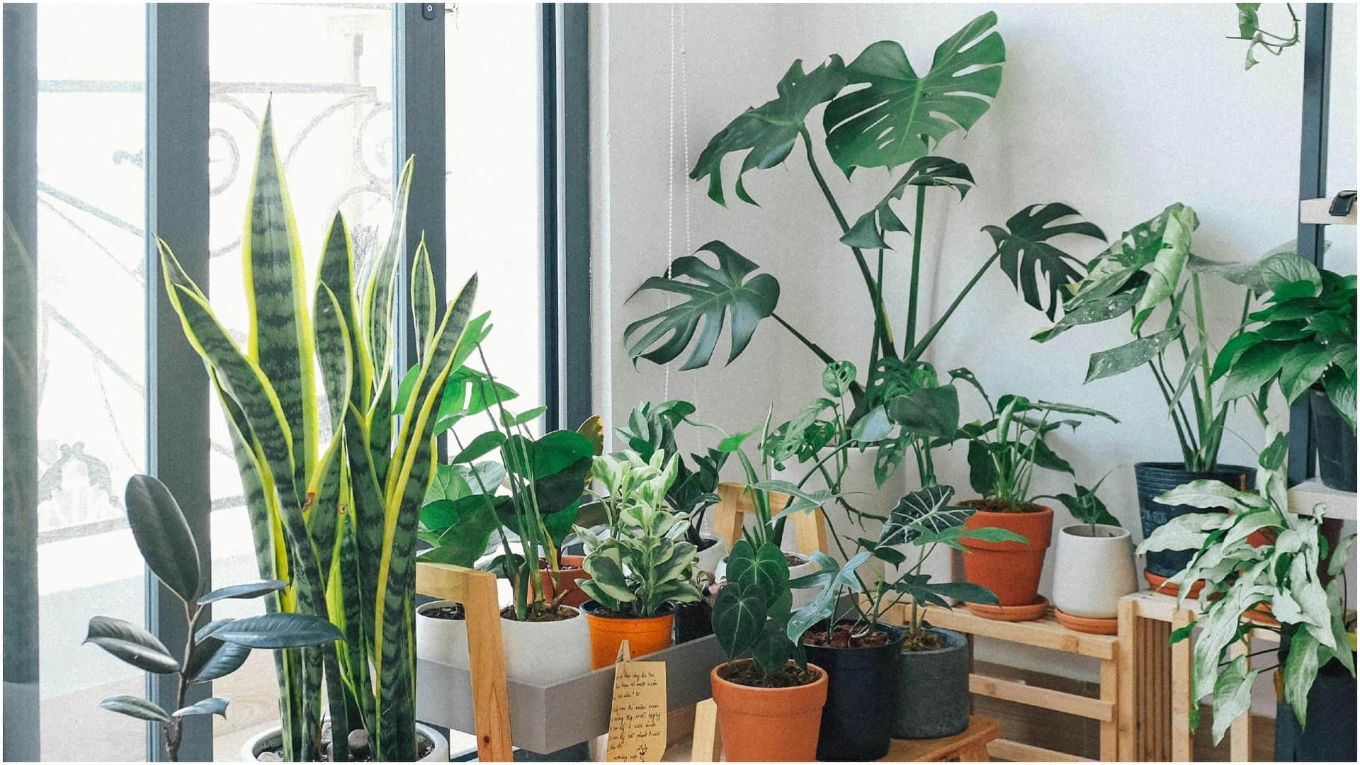 Gardening Tips How to protect trees from drying out in summer garmi mein paudhon ko kaise bachayen disprj